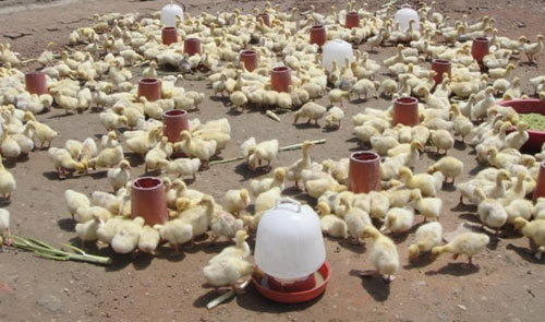 引起鵝苗飼料更換的原因你知道幾個？